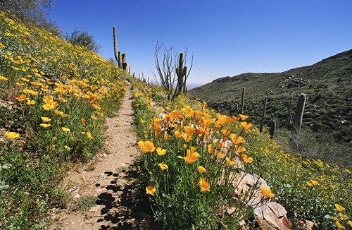 CC-Wildflowers_in_bloom_along_the_Go_John_Trail